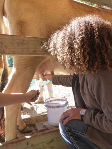 One of our students learns to milk a cow.